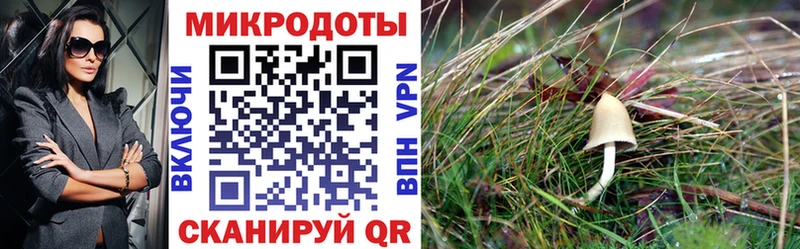 купить наркотики цена  Волжск  Псилоцибиновые грибы Cubensis 